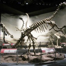 10 meters long Titanosaurus